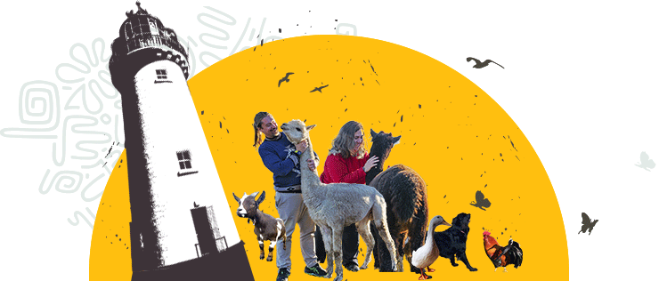 Visit The Flying Alpaca, Kilkee