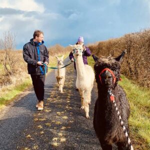 Alpaca trekking in  with the flying alpaca Ireland