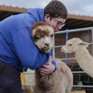 Alpaca walks perfect for families, couples and friends Ireland