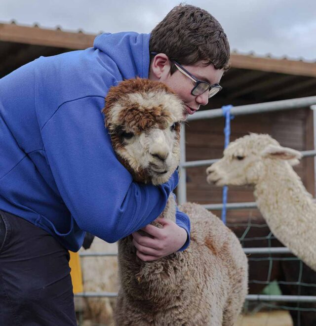 Alpaca walks perfect for families, couples and friends Ireland