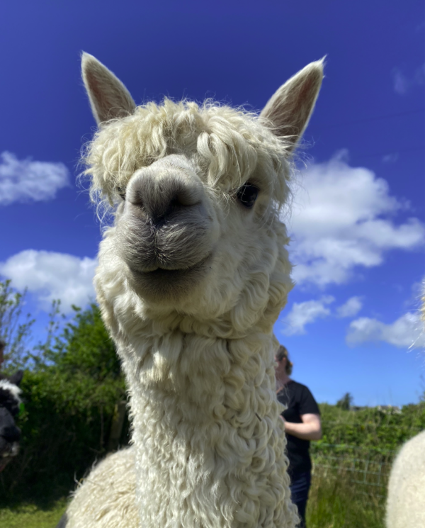 Alpaca beanie – colorful Ireland