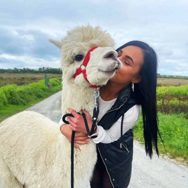 The alpaca walk experience, The Flying Alpaca, Clare Ireland