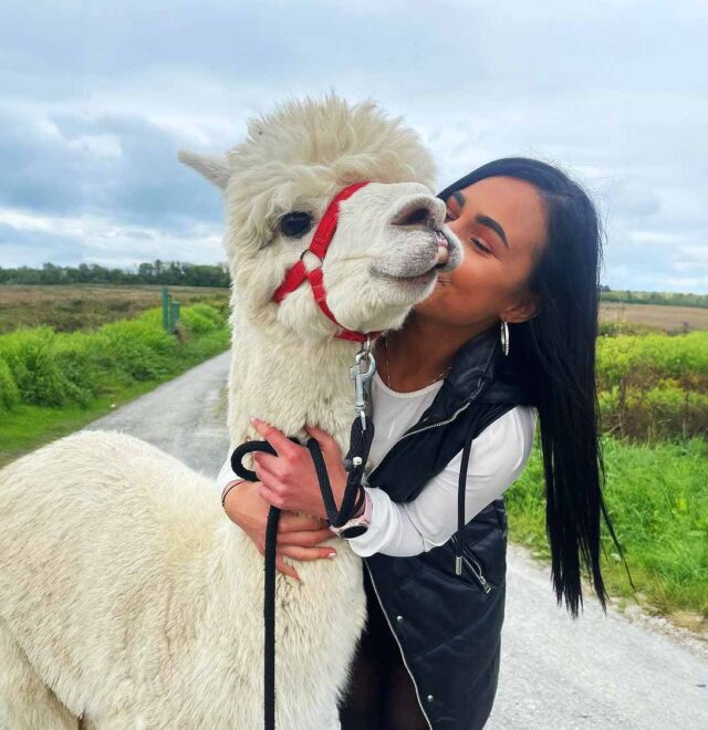 The alpaca walk experience, The Flying Alpaca, Clare Ireland