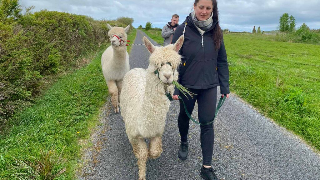 Visit The Flying Alpaca, Kilkee Ireland