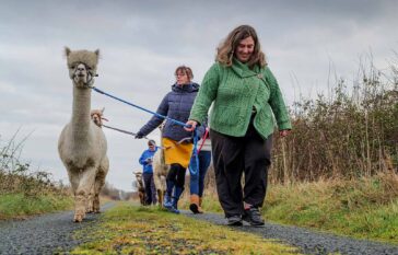 Alpaca walk experience at the flying alpaca, kilkee, clare Ireland