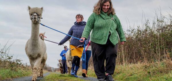 Alpaca walk experience at the flying alpaca, kilkee, clare Ireland
