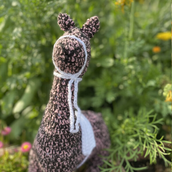 Alpaca Ireland