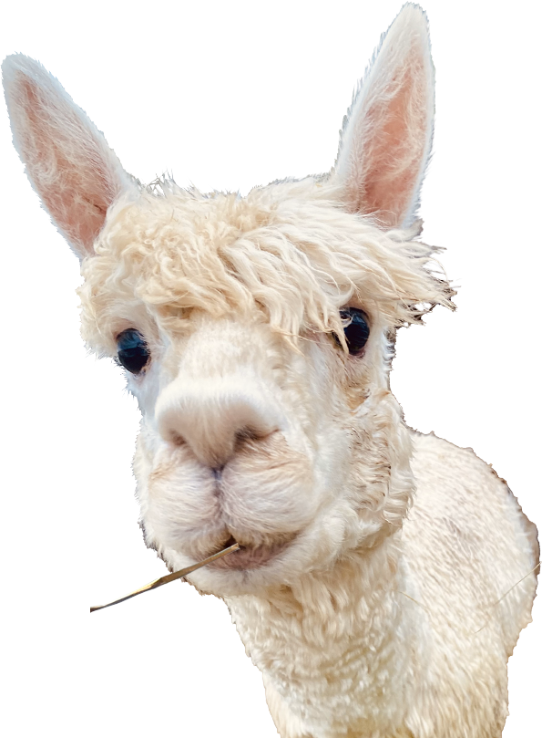 Come to see all alpacas in Kilkee