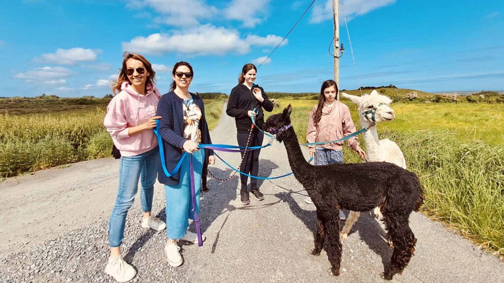 The Flying Alpaca experiences Ireland