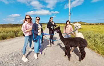 Explore The Flying Alpaca experiences Ireland 2