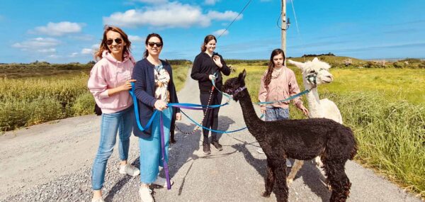Explore The Flying Alpaca experiences Ireland