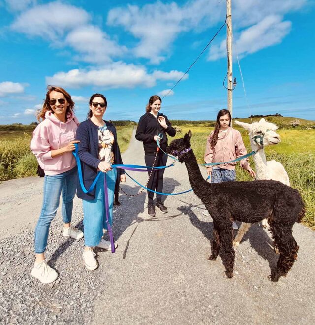 Explore The Flying Alpaca experiences Ireland