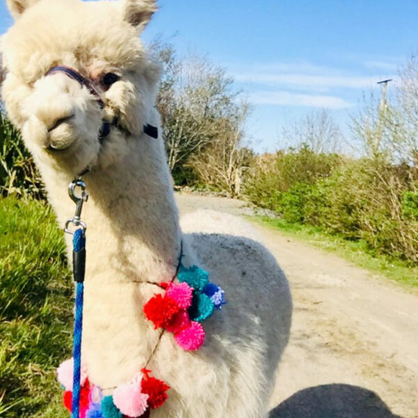 Full alpaca loop head alpacas Ireland