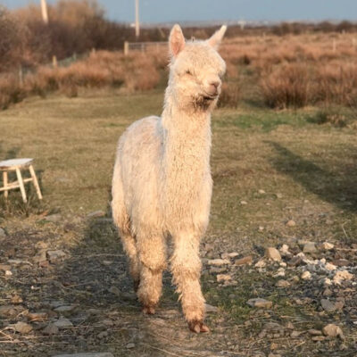 Meet star Jozi, visit The Flying Alpaca farm, Kilkee, Clare, Ireland