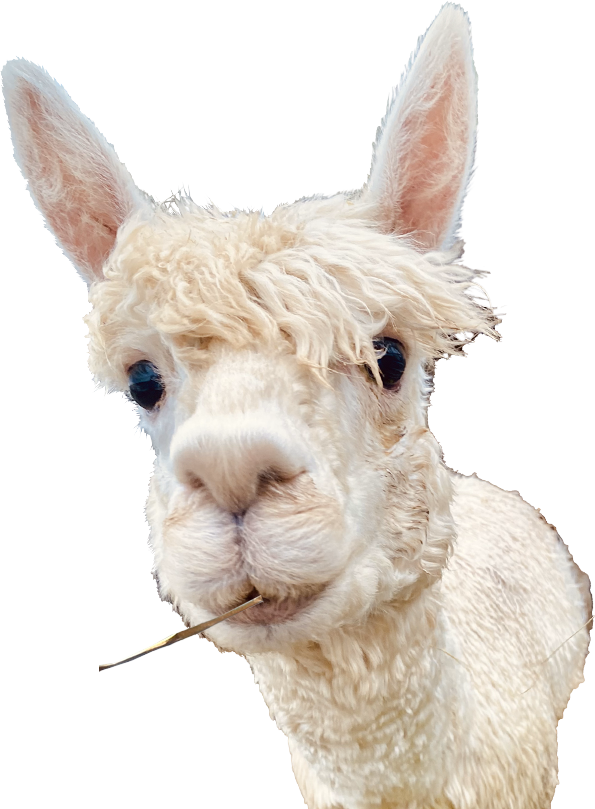 Meet the flying alpaca stars Ireland