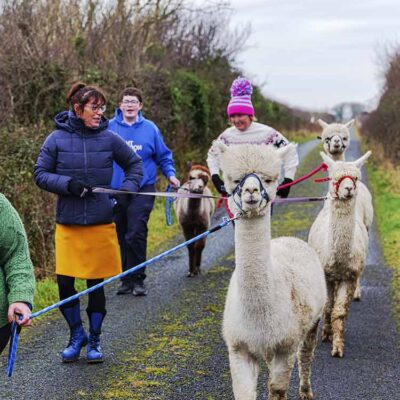 The Flying Alpaca, County Clare Ireland