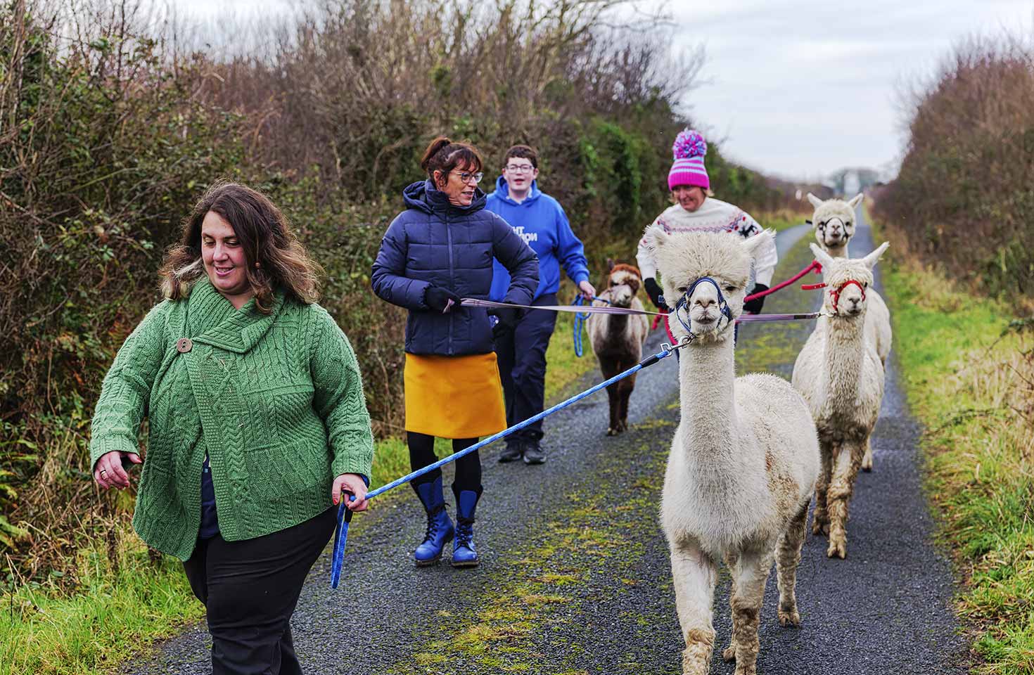 Welcome to the flying alpaca, county clare Ireland