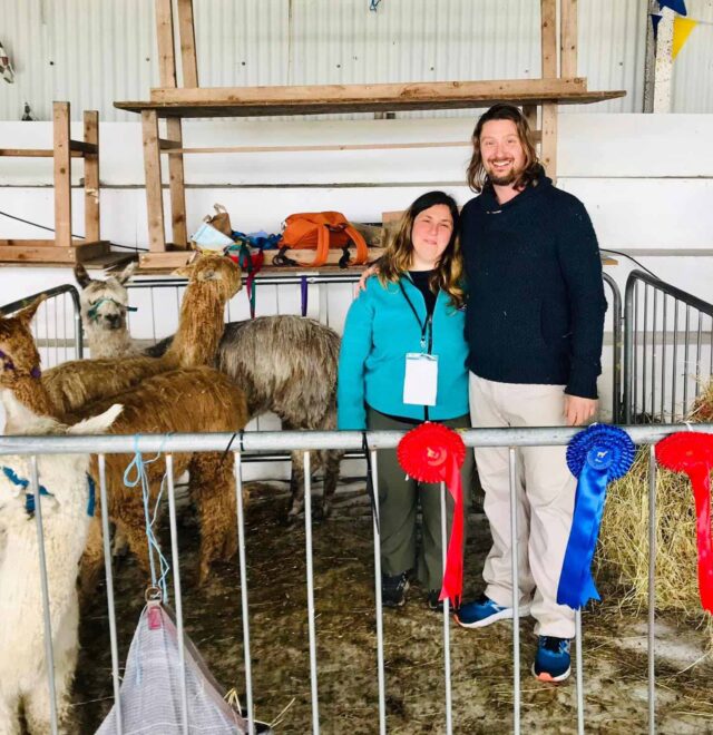 Contact The Flying Alpaca for stud service, Kilkee, Ireland
