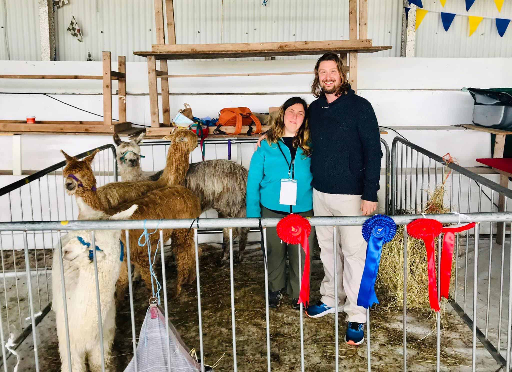Contact The Flying Alpaca for stud service, Kilkee, Ireland