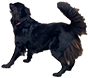Dog Yuki clipart