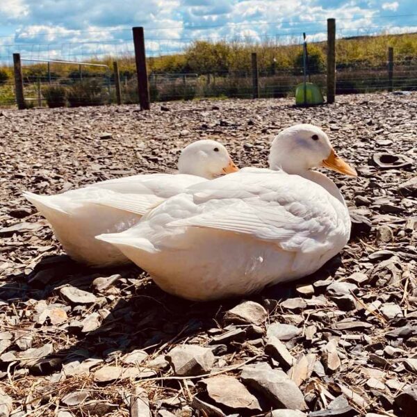 Meet the ducks at the flying alpaca, kilkee Ireland