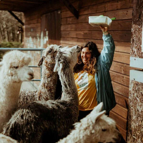 Meet Barbara, The Flying Alpaca Kilkee, Ireland