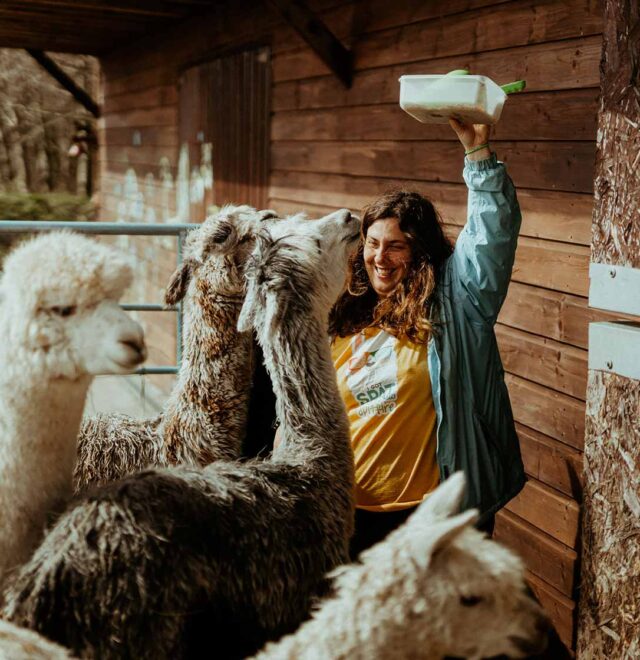 Meet Barbara, The Flying Alpaca Kilkee, Ireland