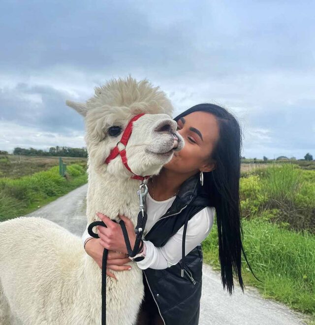 Meet Fred, The Flying Alpaca, Kilkee Ireland