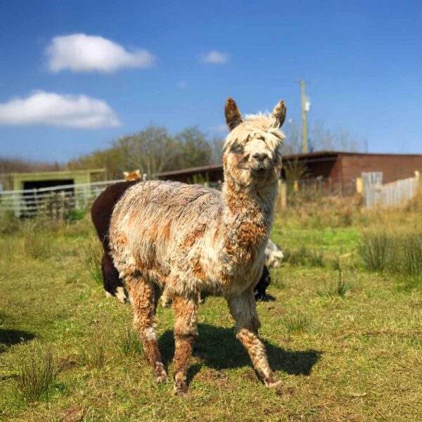 Meet godiva, the princess Ireland
