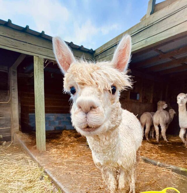 Jozi, The Flying Alpaca, Kilkee Ireland