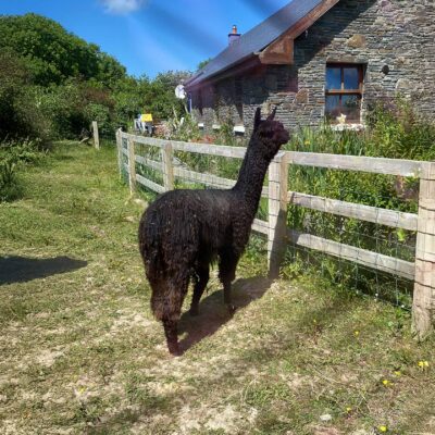 Meet maverick, visit The Flying Alpaca, Kilkee Ireland