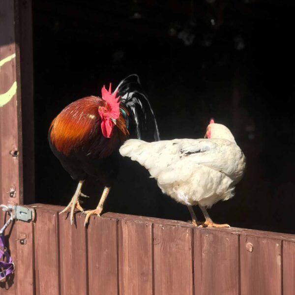 Meet harry potter, the rooster, and his ladies miley cyrus, olivia rodrigo and pink Ireland