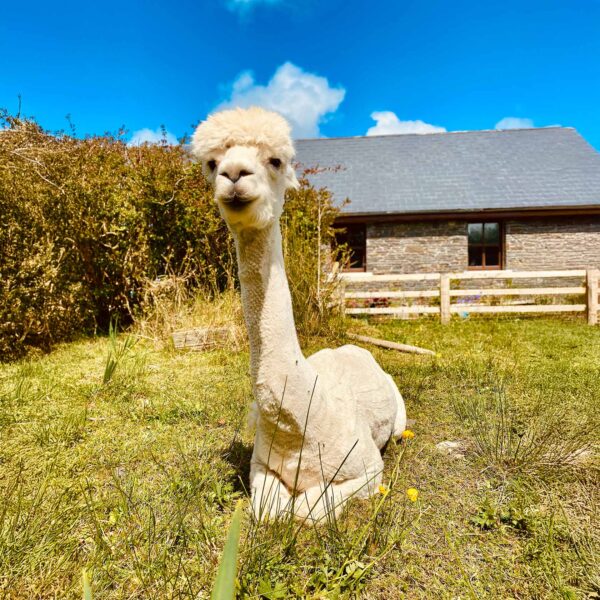 Spitfire alpaca, meet the flying alpaca stars Ireland