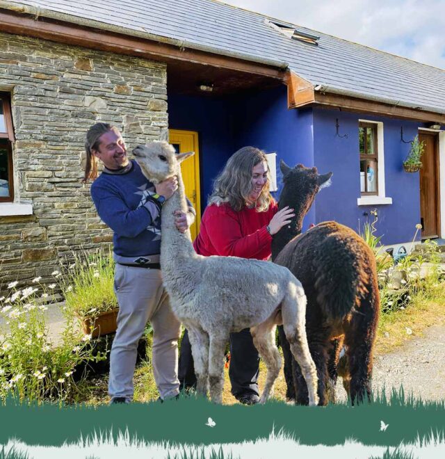 Meet mike & barbara from the flying alpaca Ireland