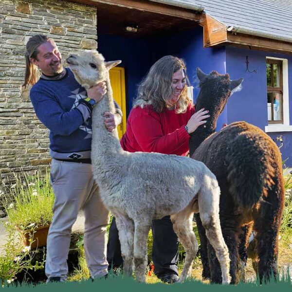 Mike & Barbara from The Flying Alpaca Ireland
