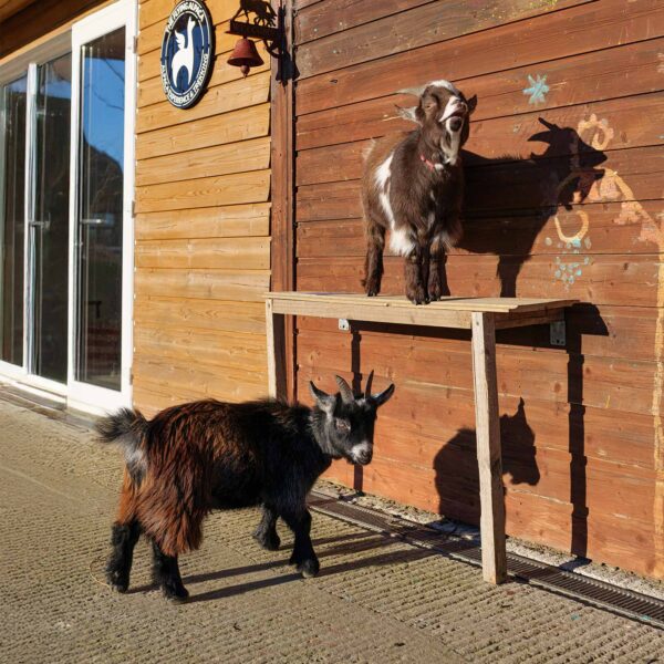 Meet two pygmy goats, Nutella and Oreo Ireland