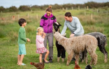 Book the alpaca meet & greet experience Ireland