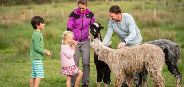 Book the alpaca meet & greet experience Ireland