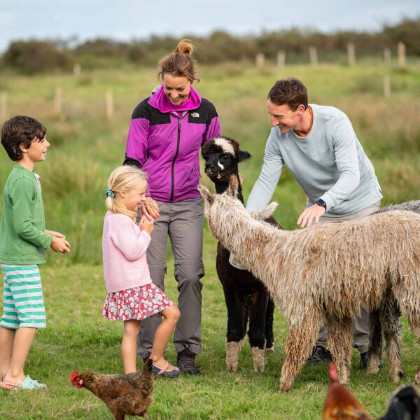 Book the alpaca meet & greet experience Ireland