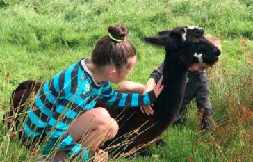The alpaca meet & greet experience, Kilkee Ireland 2