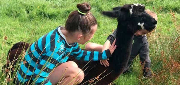 The alpaca meet & greet experience, Kilkee Ireland