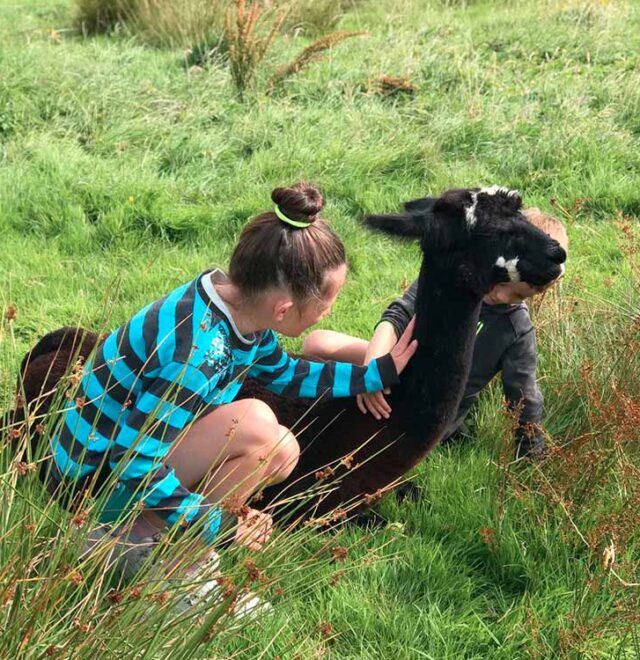 The alpaca meet & greet experience, Kilkee Ireland