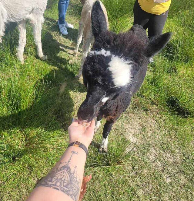 The alpaca meet & greet experience Ireland