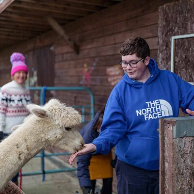 Book the alpaca meet & greet experience, Kilkee