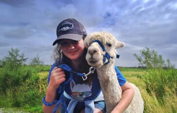 Book the full alpaca experience Ireland