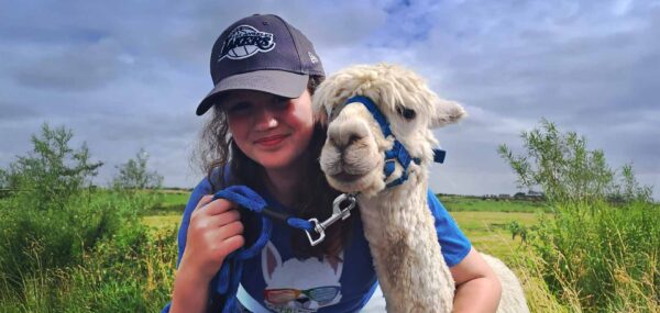 Book the full alpaca experience Ireland
