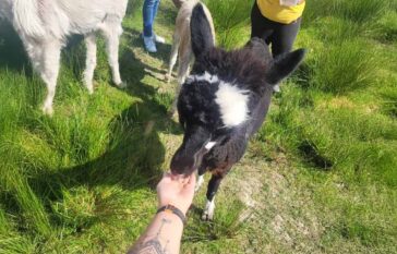 Book the full alpaca experience Ireland 2