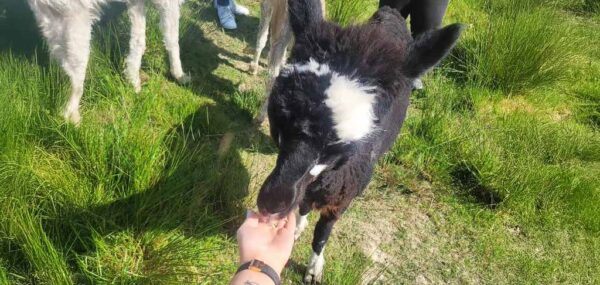 Book the full alpaca experience Ireland