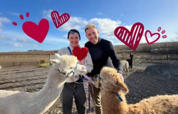 Love & alpacas experience, Kilkee, Ireland