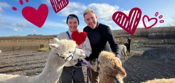 Love & alpacas experience, Kilkee, Ireland